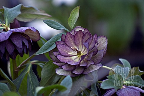 HELLEBORUS_ASHWOODS_GARDEN_HYBRIDS