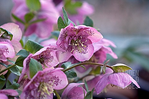 HELLEBORUS_ASHWOODS_GARDEN_HYBRIDS