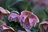 HELLEBORUS ASHWOODS GARDEN HYBRIDS