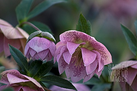 HELLEBORUS_ASHWOODS_GARDEN_HYBRIDS