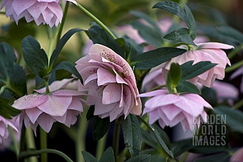 HELLEBORUS_ASHWOODS_GARDEN_HYBRIDS