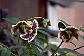 HELLEBORUS ASHWOODS GARDEN HYBRIDS
