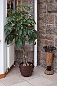 SCHEFFLERA WITH BRAIDED TRUNK