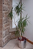 DRACAENA MARGINATA