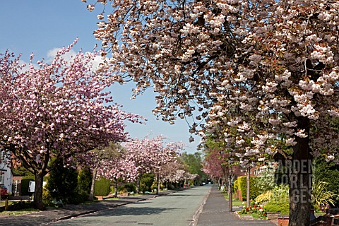 STREET_LINED_WITH_FLOWERING_CHERRY_TREES