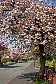 STREET LINED WITH FLOWERING CHERRY TREES