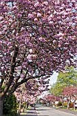 STREET LINED WITH FLOWERING CHERRY TREES