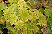 DARMERA PELTATA LEAVES