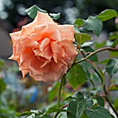 ROSA BREATH OF LIFE