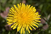 TARAXACUM OFFICINALE,  DANDELION