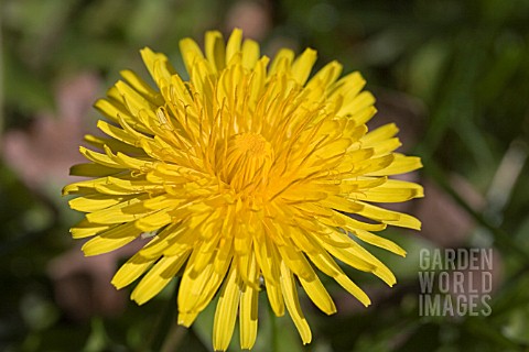 TARAXACUM_OFFICINALE__DANDELION