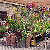 GARDEN CENTRE DISPLAY AT SCORTON, LANCASHIRE