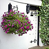 HANGING BASKET WITH PETUNIAS