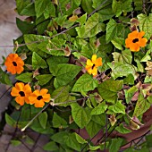 THUNBERGIA