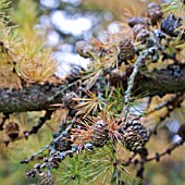 LARIX KAEMPFERI