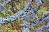 CEDRUS LIBANI SSP. ATLANTICA GLAUCA GROUP