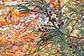 CRYPTOMERIA JAPONICA, JAPANESE CEDAR