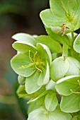 HELLEBORUS ARGUTIFOLIUS