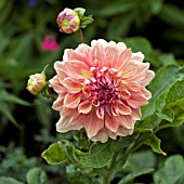 DAHLIA OTTOS THRILL