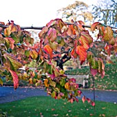 PARROTIA PERSICA, PERSIAN IRONWOOD