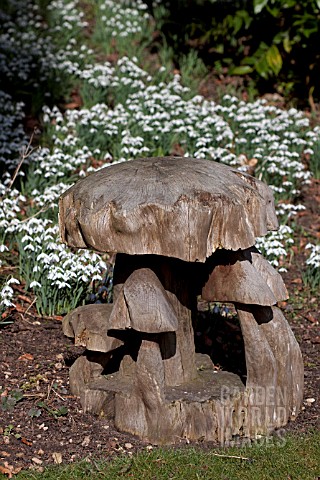 WOODEN_TOADSTOOLS_AND_GALANTHUS