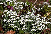 GALANTHUS AND HELLEBORES IN ASSOCIATION