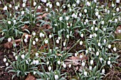 GALANTHUS OPHELIA