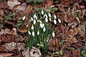 GALANTHUS GALATEA