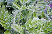 PAPAVER ORIENTALE LEAVES