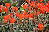 TULIPA ORANGE EMPEROR WITH  EUPHORBIA GRIFFITHII FIREGLOW