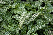 ARUM ITALICUM WHITE WINTER