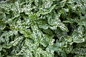 ARUM ITALICUM WHITE WINTER