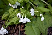 PRIMULA SEIBOLDII HINOKOROMO