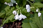 PRIMULA SEIBOLDII HINOKOROMO