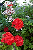 PELARGONIUM MEDALLION IN ASSOCIATION WITH PELARGONIUM VECTIS GLITTER