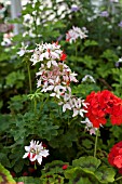 PELARGONIUM MEDALLION IN ASSOCIATION WITH PELARGONIUM VECTIS GLITTER