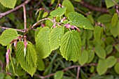 CORYLOPSIS GLABRESCENS