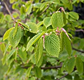 CORYLOPSIS GLABRESCENS