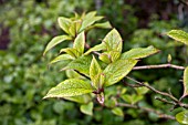 HYDRANGEA HEFEROMALLA SNOWCAP