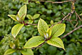 HYDRANGEA HEFEROMALLA SNOWCAP