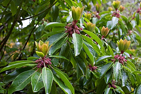 DAPHNIPHYLLUM_MACROPODUM