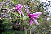 MAGNOLIA CAERHAYS SURPRISE