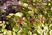 EPIMEDIUM GRANDIFLORUM