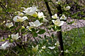 CORNUS EDDIES WHITE WONDER