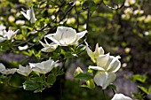 CORNUS EDDIES WHITE WONDER