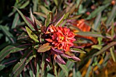 EUPHORBIA GRIFFITHII FIREGLOW