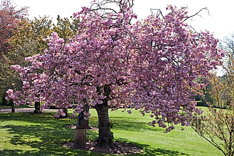 PRUNUS_PINK_PERFECTION