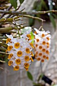 DENDROBIUM THYRSIFLORUM