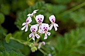 PELARGONIUM ECHINATUM ALBUM