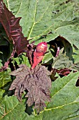 RHEUM PALMATUM ATROSANGUINEUM